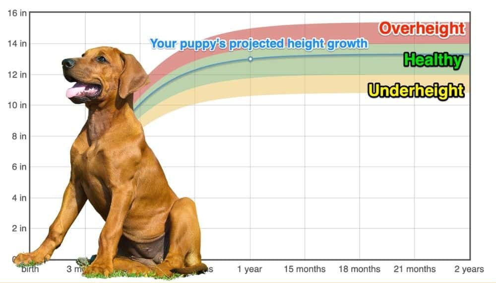 Rhodesian Ridgeback Height+Growth Chart How Tall Will My Rhodesian